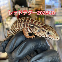 画像3719