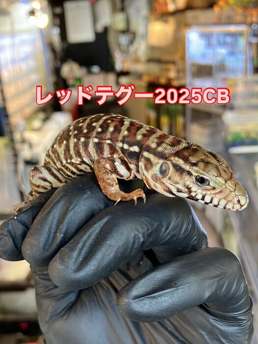 画像3719