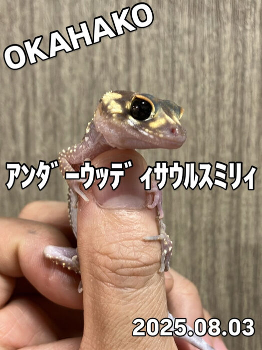 画像3722