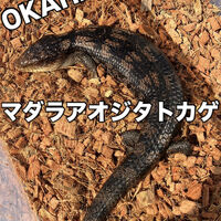 画像3726