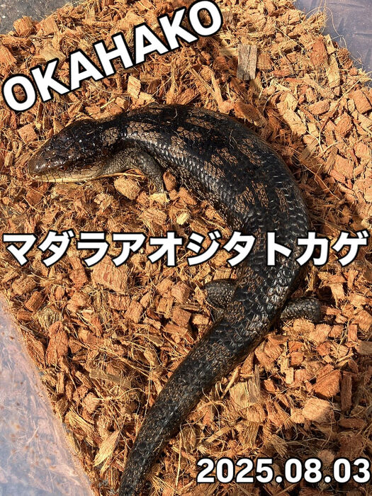 画像3726