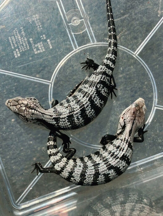 画像3745