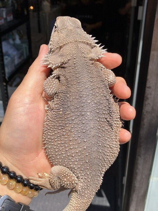 画像3752