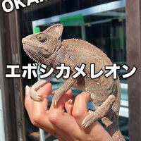 画像3754