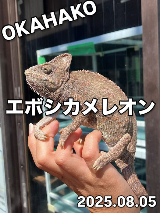 画像3754