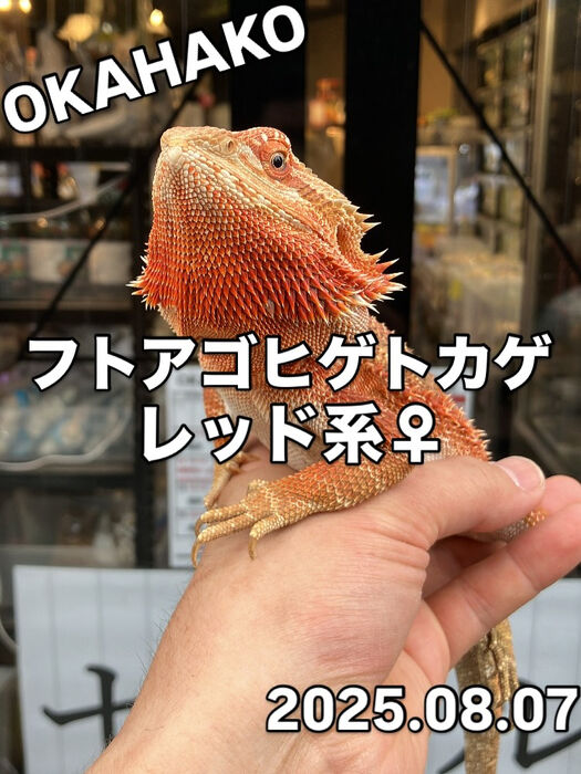 画像3838