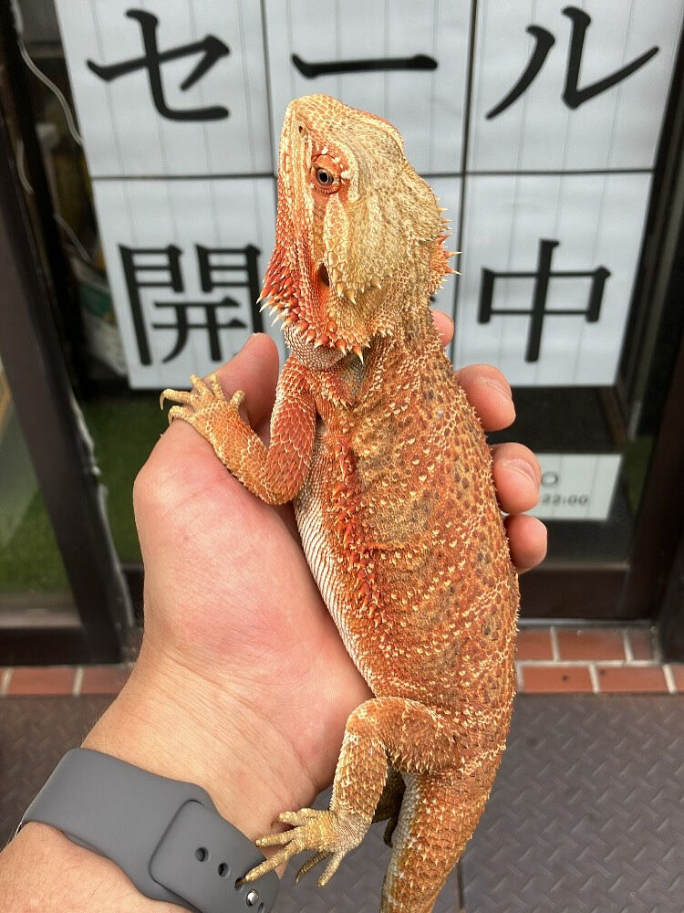 フトアゴヒゲトカゲ販売中！ベビーから育ったサイズまで！大阪門