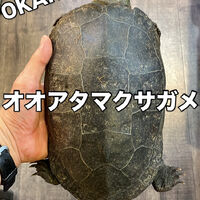 画像3841