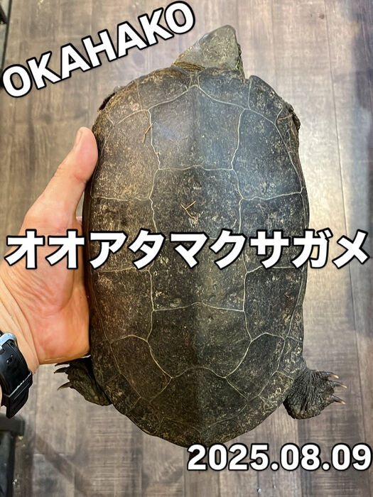 画像3841