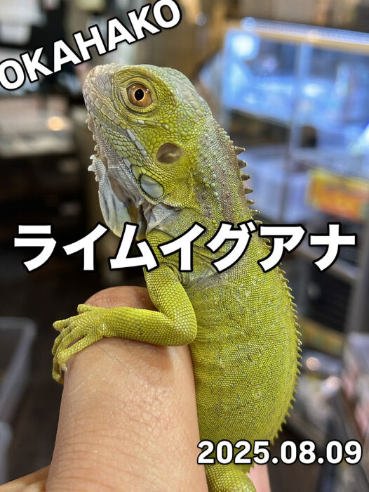 画像3851