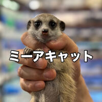 画像3911
