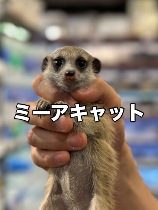 画像3911