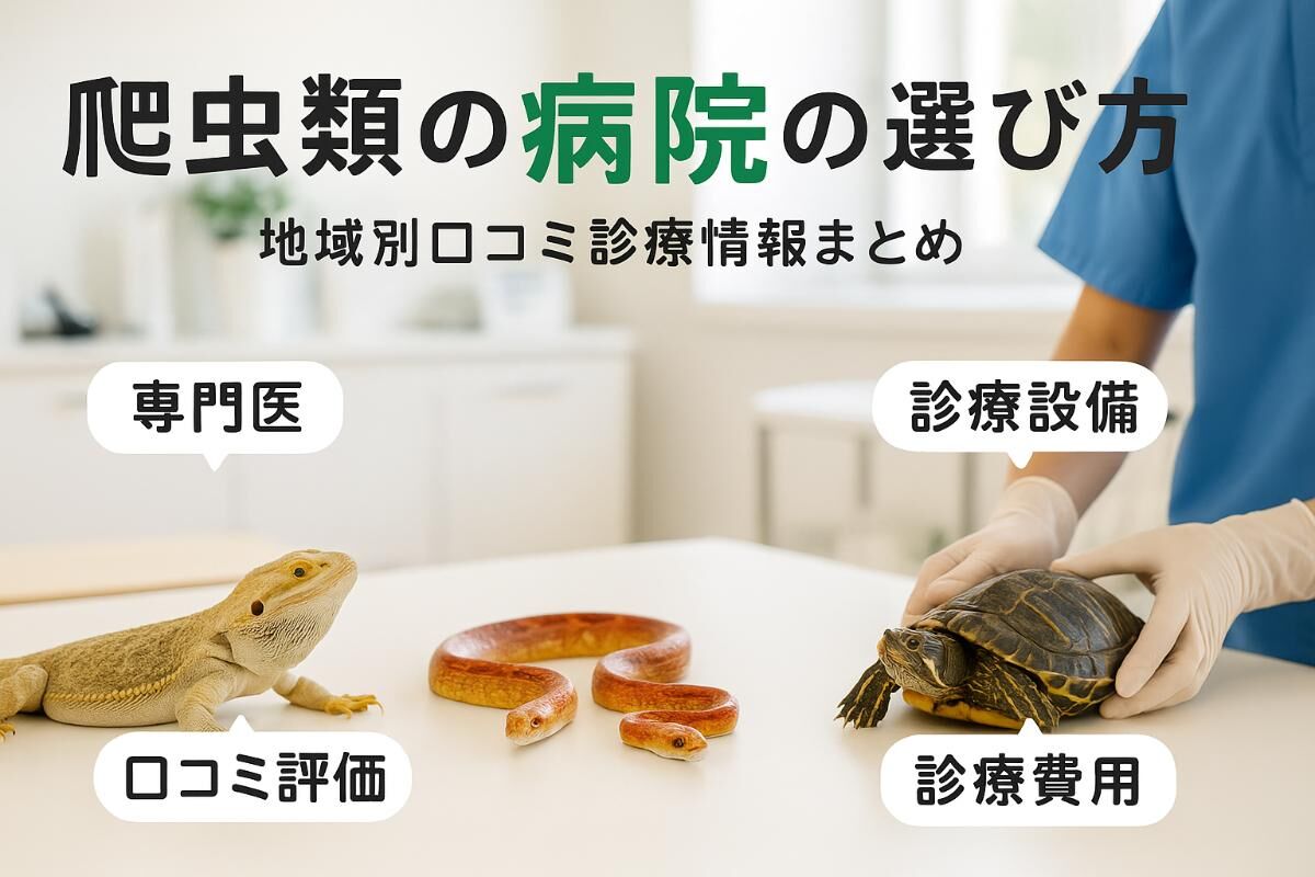 爬虫類 動物 病院