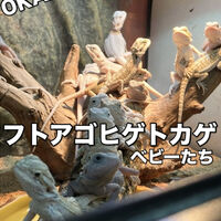 画像3961