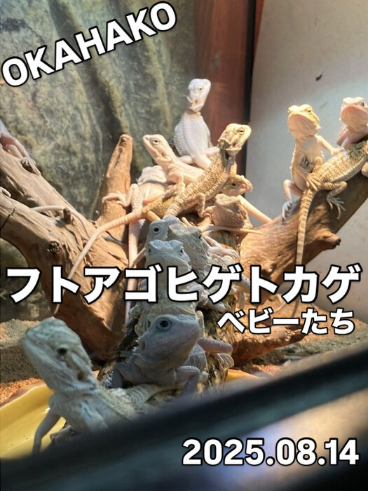 画像3961