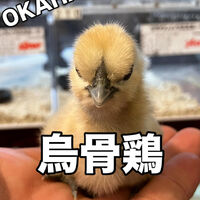 画像3970