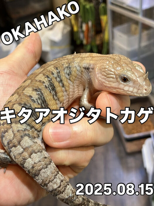 画像3986
