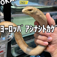 画像4016