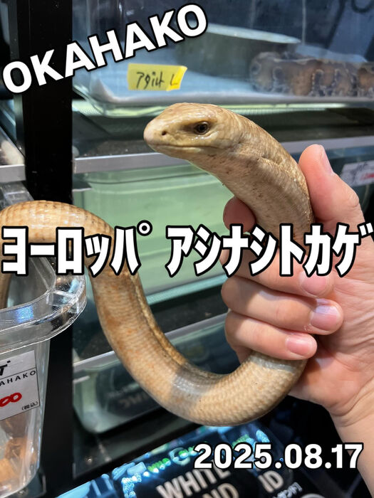 画像4016