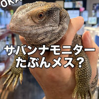 画像4018