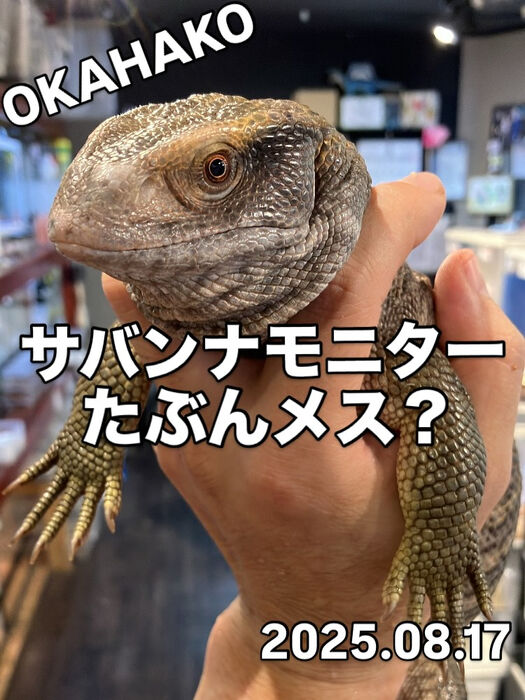 画像4018