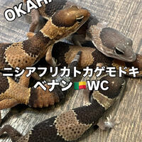 画像4078