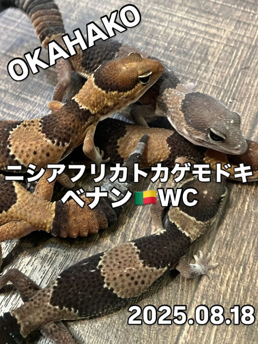画像4078