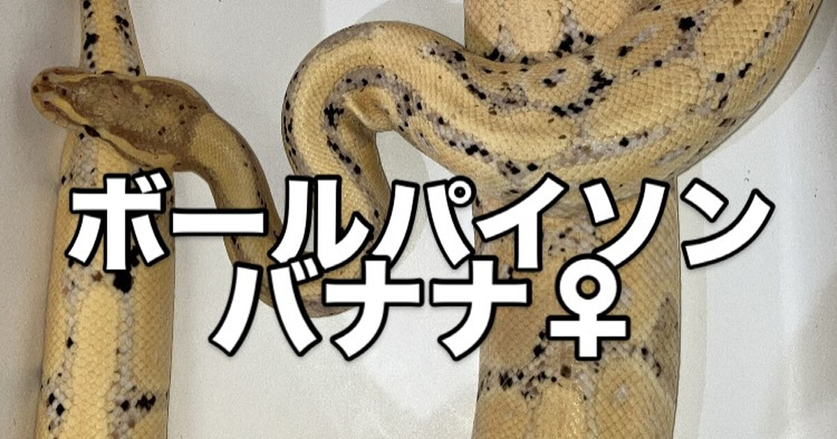 新着】ボールパイソンバナナ/雌、販売中！大阪門真のオカハコ | ブログ 