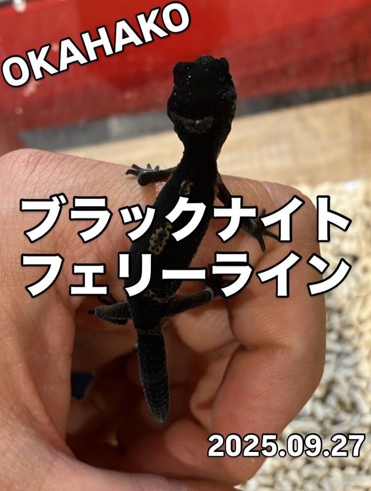 新着】ブラックナイトフェリーラインbaby販売中！ | ブログ | 大阪府