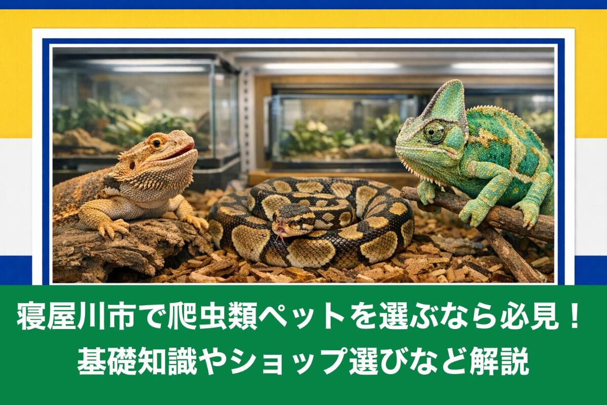 寝屋川市で爬虫類ペットを選ぶなら必見！基礎知識やショップ選びなど 