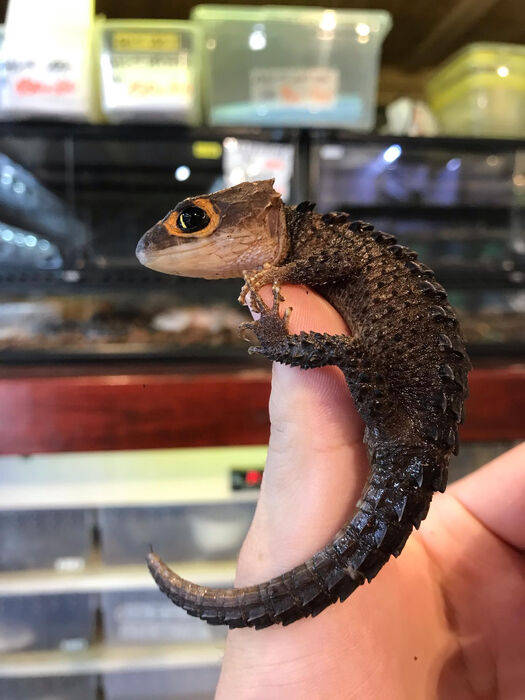 画像5876