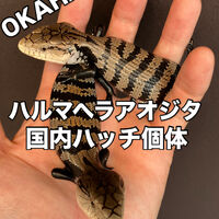 画像5887
