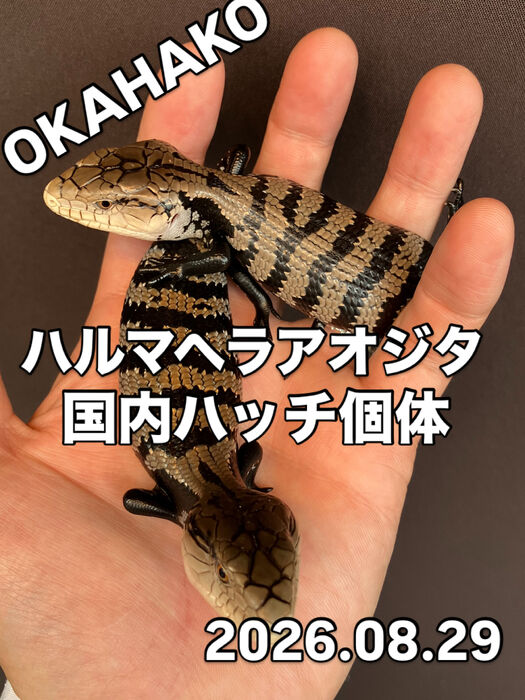 画像5887