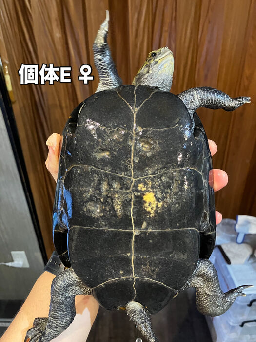 画像5925