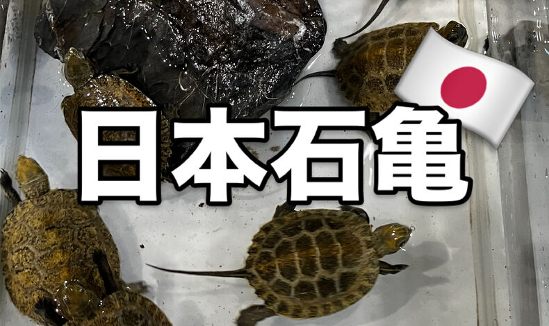 画像5931