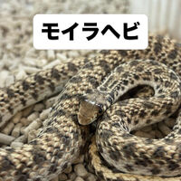 画像5939
