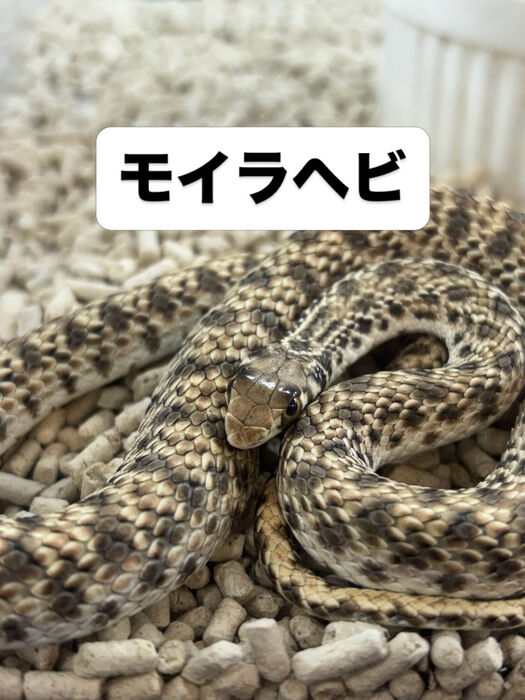 画像5939