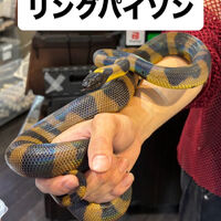 画像5940