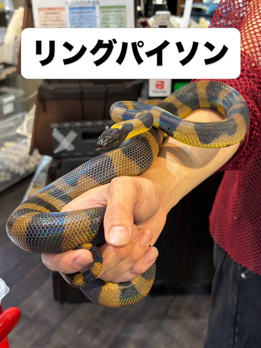 画像5940