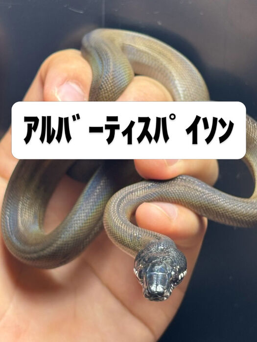 画像5941