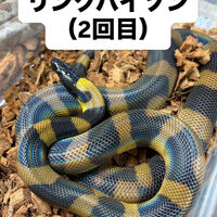 画像5942