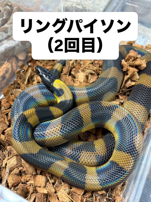 画像5942