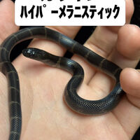 画像5943