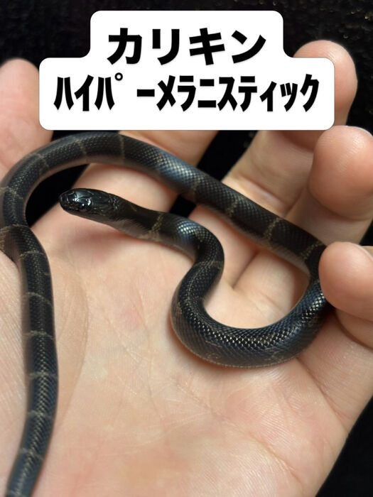 画像5943