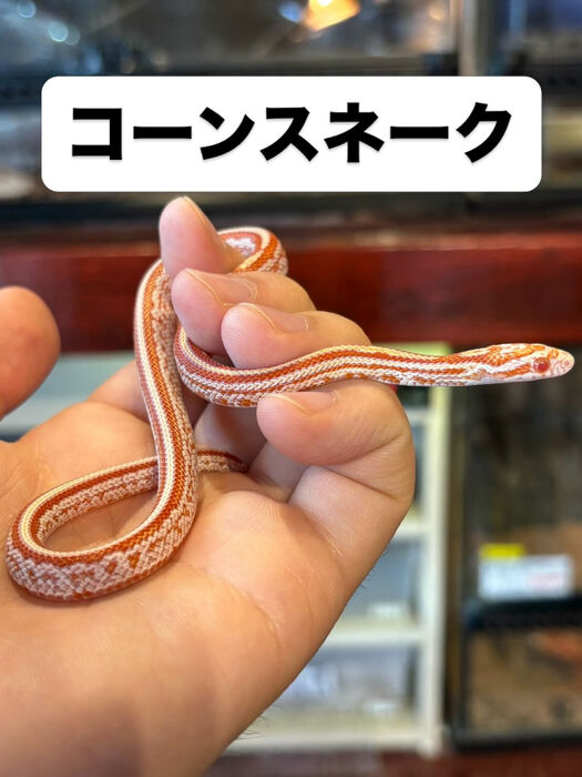 画像5944