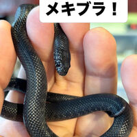 画像5945