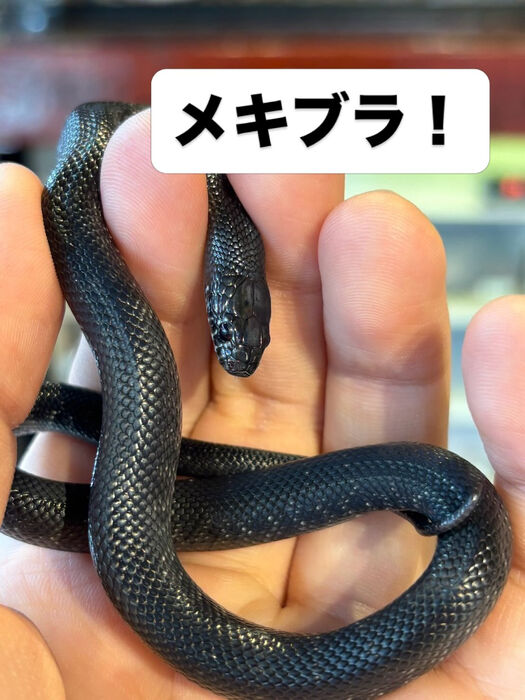 画像5945