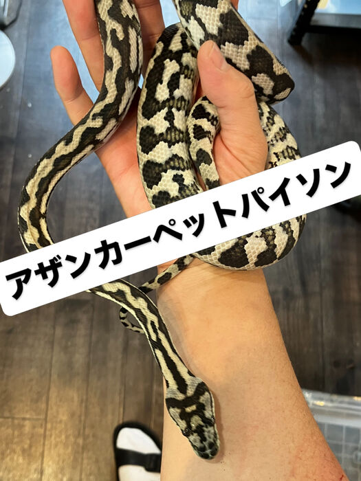 画像5948