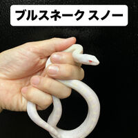画像5950