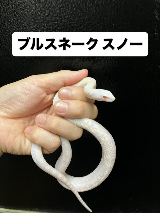 画像5950